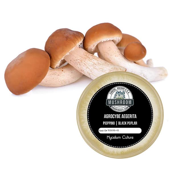 Black Poplar Mushroom Culture Plate Pioppino Mushrooms