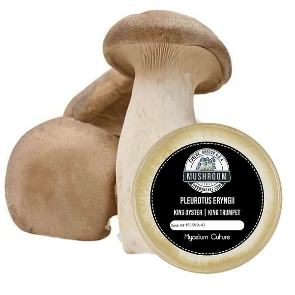 King Trumpet Mushroom Culture Plate King Oyster Mushrooms