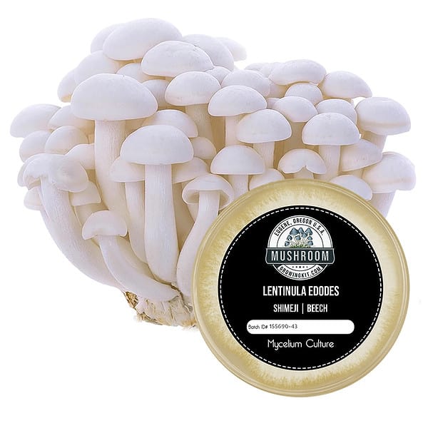 Shimeji Mushroom Culture Plate Grow Beech Mushrooms