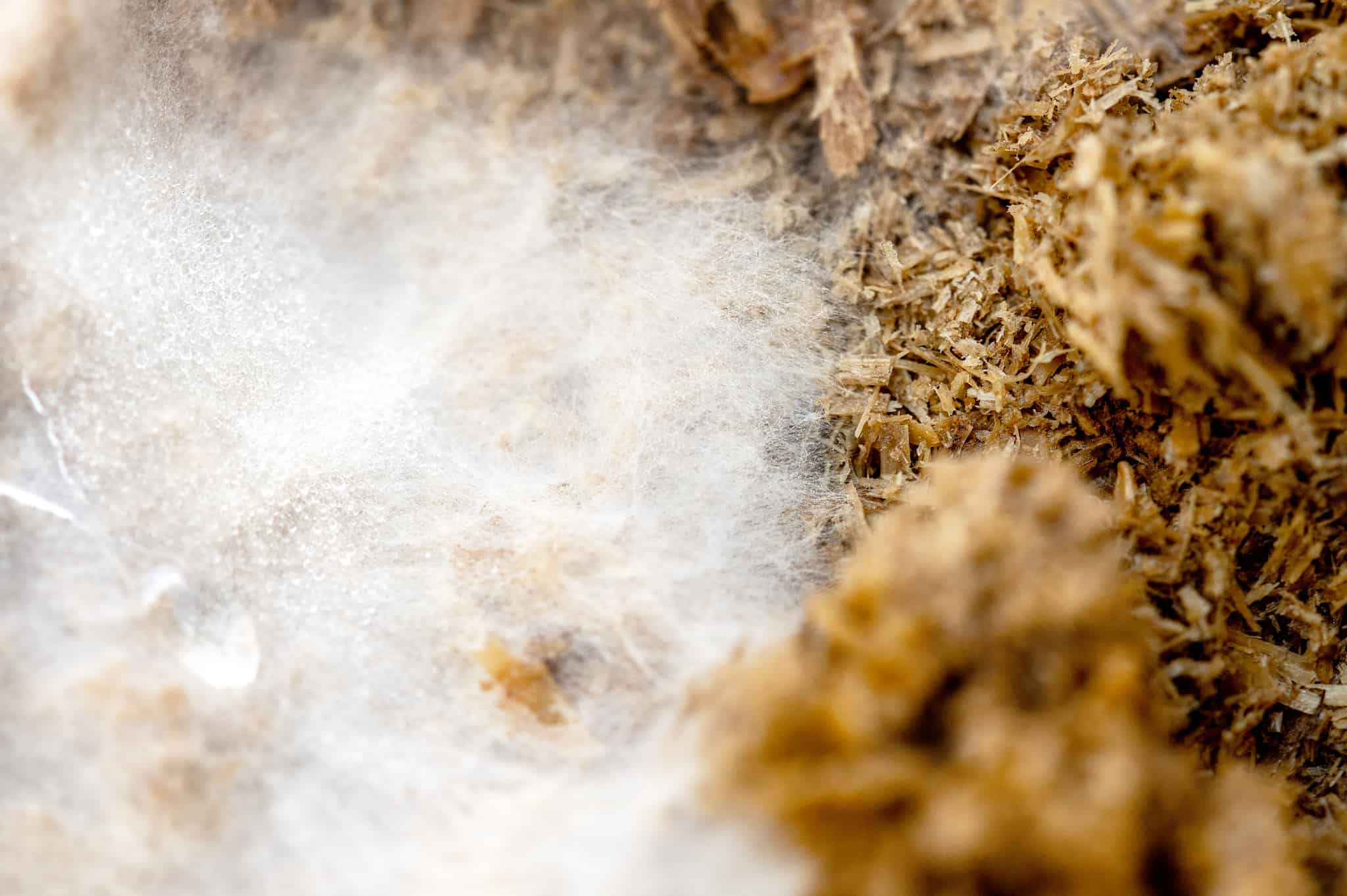 Best Substrates for Mushroom Growing Comprehensive Guide