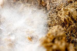 Best Substrates for Mushroom Growing