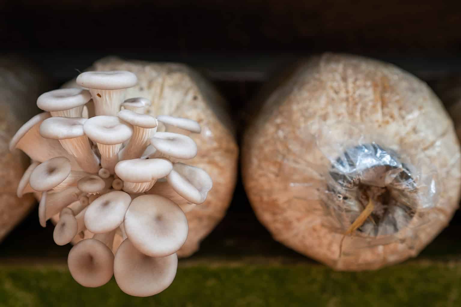 Mushroom Grow Bags An All Inclusive Guide to Growing