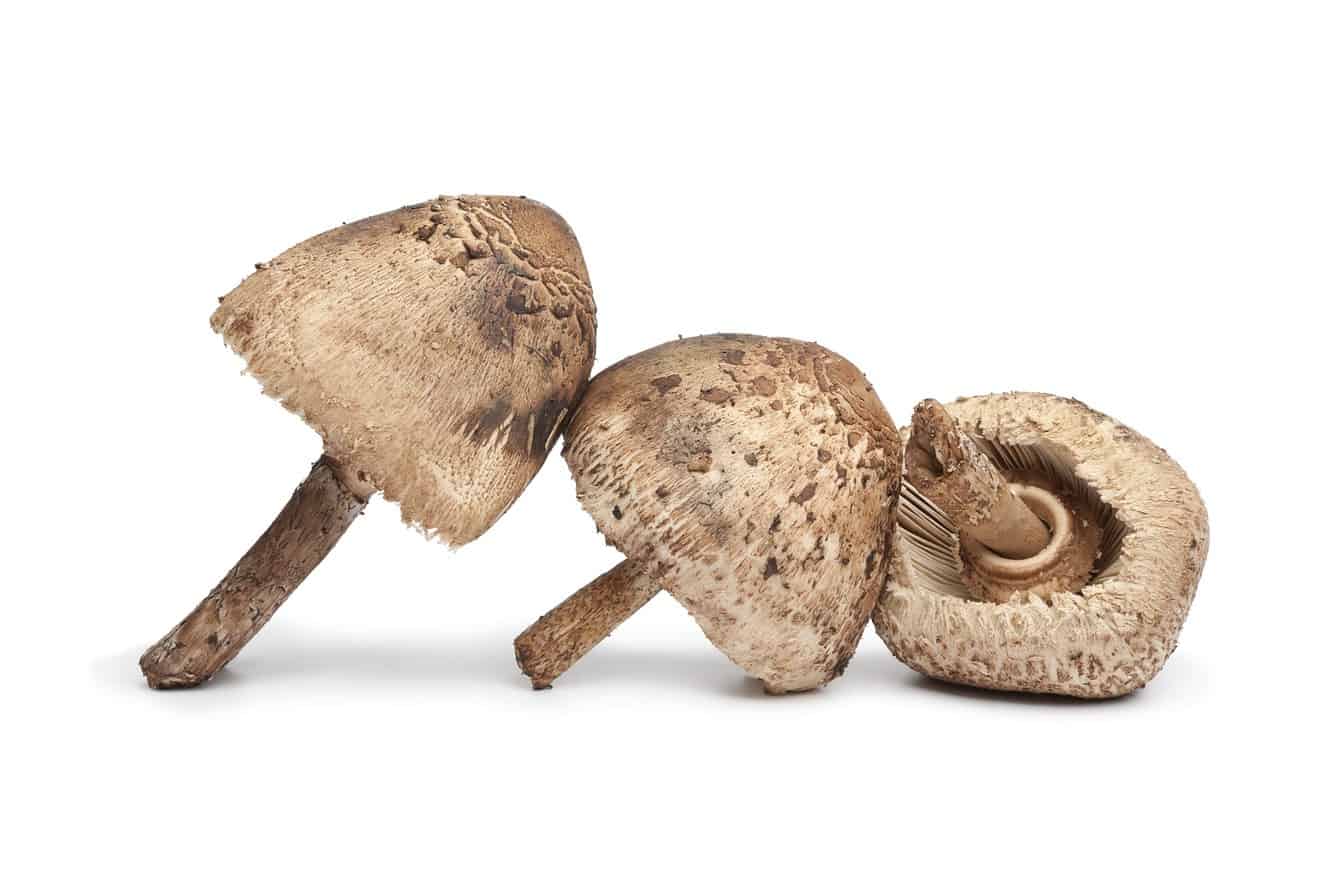 Mushrooms Growing in House Plants Are They Dangerous?
