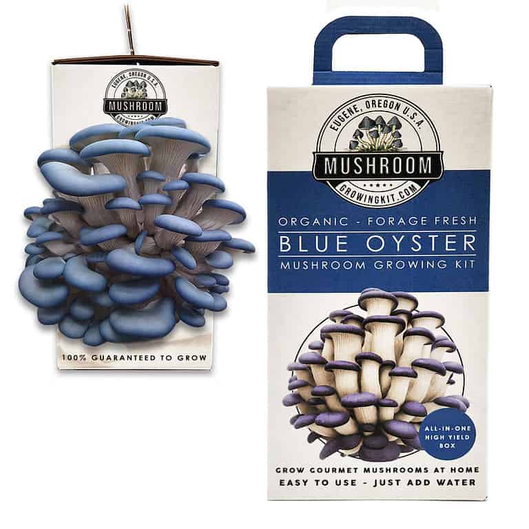 Mushroom Growing Kits Grow Bags, Monotubs, Grain & More