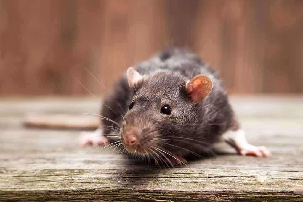 Can Rats Eat Mushrooms? Healthy Diets Safe for Pet Rats