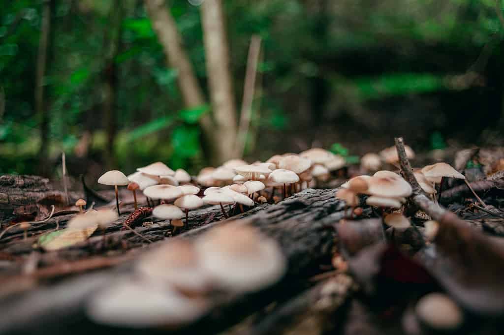 Do Mushrooms Get Rid Of Waste Sustainable Living Series